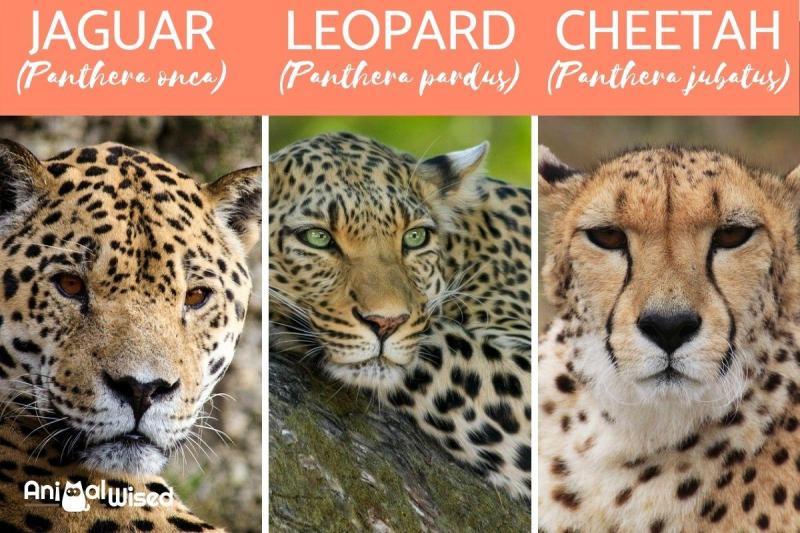 Looking For A Fun New Sweatshirt This Season. Find Out Where To Get The Coolest Cheetah And Leopard Print Champion Hoodies