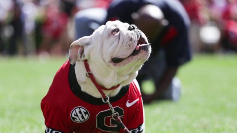 Looking for a Unique Gift: 15 Reasons to Buy a Georgia Bulldogs Football Jersey