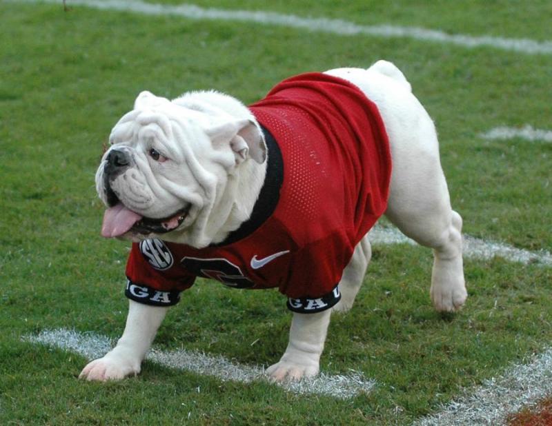 Looking for a Unique Gift: 15 Reasons to Buy a Georgia Bulldogs Football Jersey