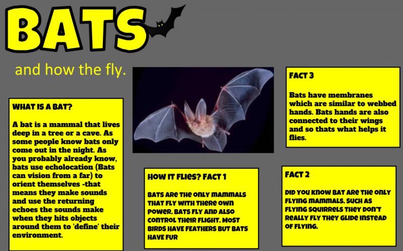 Looking for An Efficient Bat Rack for Your Fence. Find Out the Best Way to Hang Bats Here