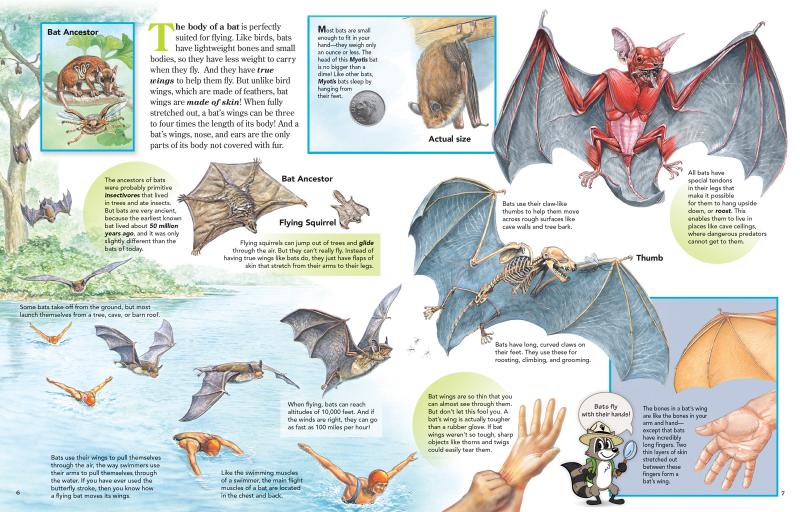 Looking for An Efficient Bat Rack for Your Fence. Find Out the Best Way to Hang Bats Here