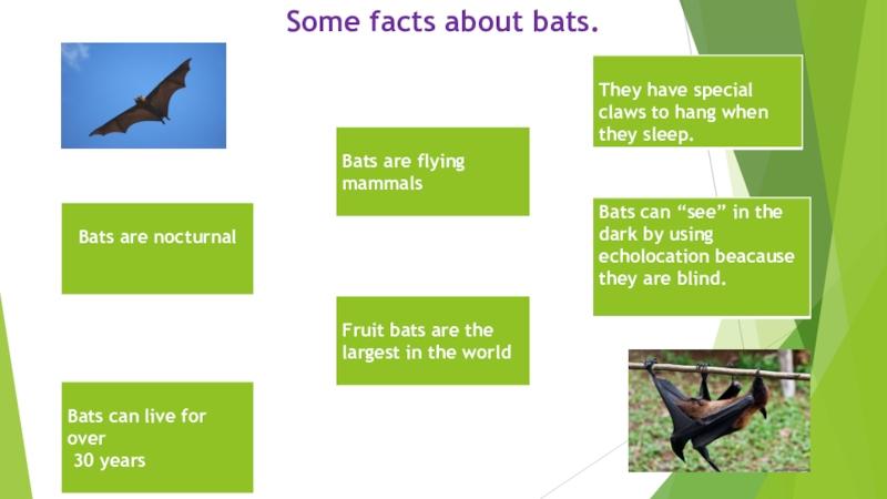 Looking for An Efficient Bat Rack for Your Fence. Find Out the Best Way to Hang Bats Here