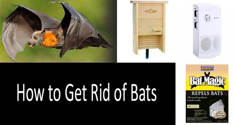 Looking for An Efficient Bat Rack for Your Fence. Find Out the Best Way to Hang Bats Here