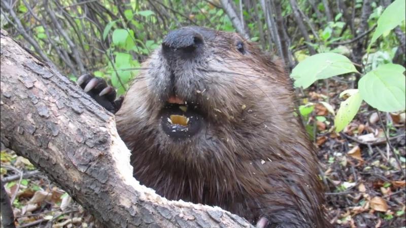 Looking for Oregon State Beavers Gear in 2023. Here are 15 Places Beaver Fans Must Check Out