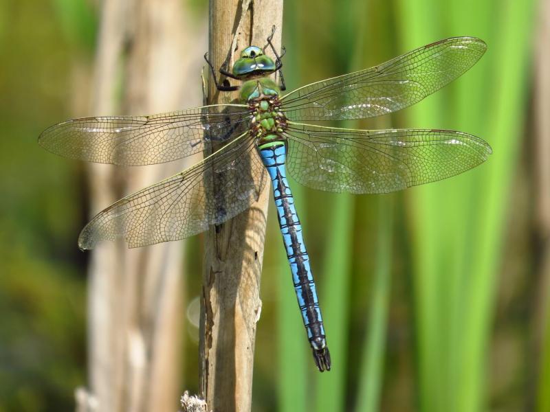 Looking For The Best Dragonfly Lacrosse Shaft. See Our Top Picks Here