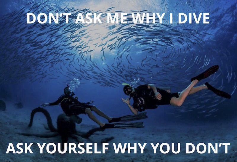 Looking for the Best Fins for Scuba Diving. Find Out Why Trek Fins Are All The Rave This Year