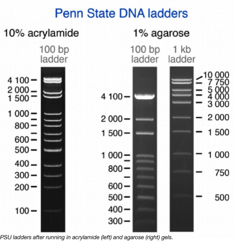 Looking for the Best Lacrosse Head. Consider these Top DNA Options