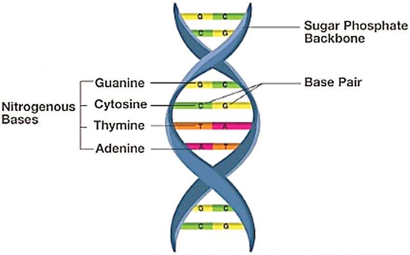Looking for the Best Lacrosse Head. Consider these Top DNA Options