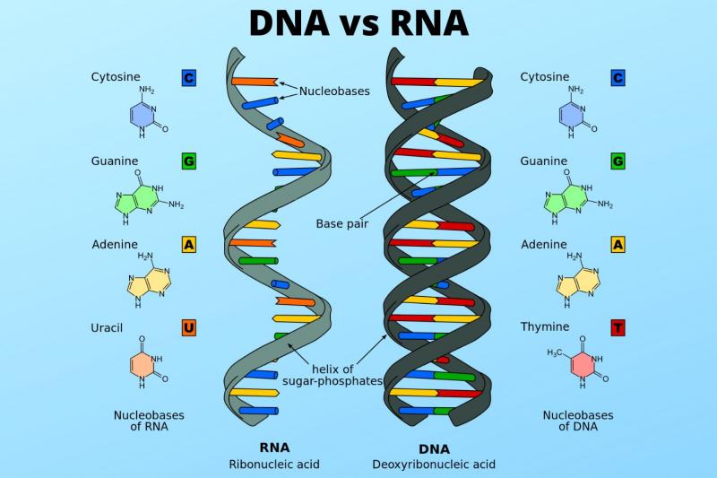 Looking for the Best Lacrosse Head. Consider these Top DNA Options