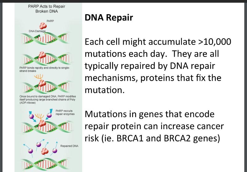 Looking for the Best Lacrosse Head. Consider these Top DNA Options