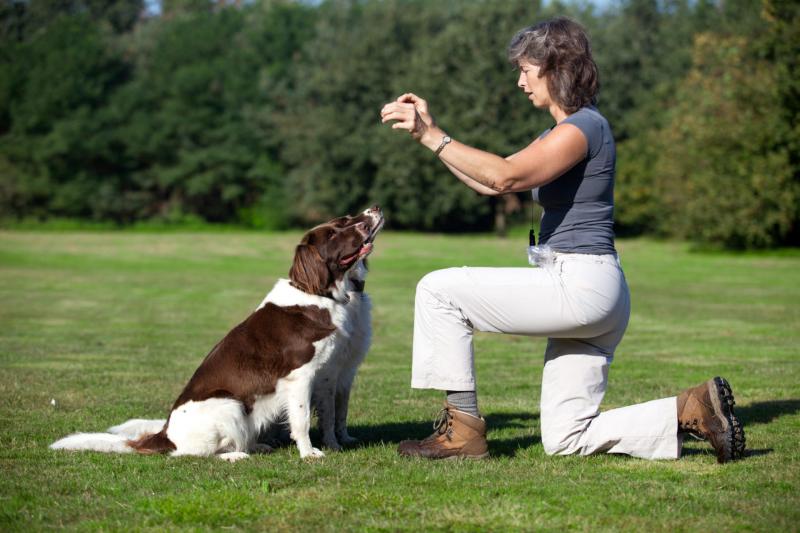 Looking for The Best Lacrosse Sticks for Dogs. Here are 15 Amazing Finds to Keep Your Pup Entertained