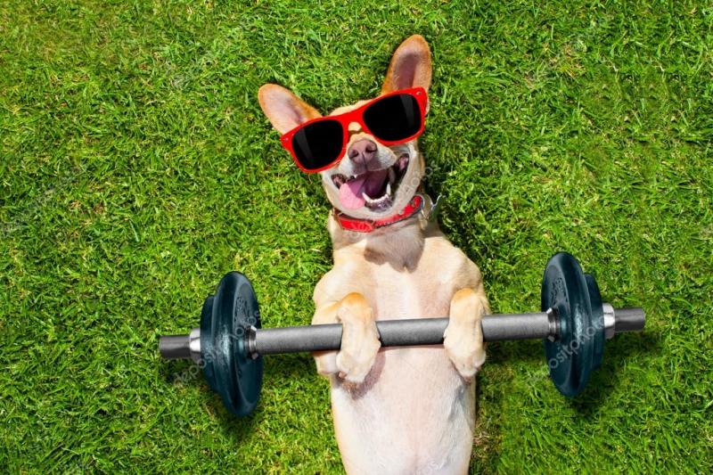 Looking for The Best Lacrosse Sticks for Dogs. Here are 15 Amazing Finds to Keep Your Pup Entertained