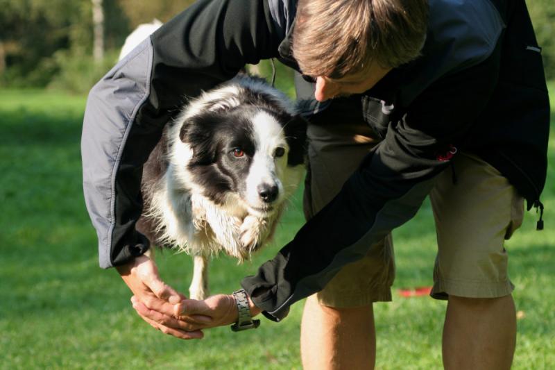 Looking for The Best Lacrosse Sticks for Dogs. Here are 15 Amazing Finds to Keep Your Pup Entertained
