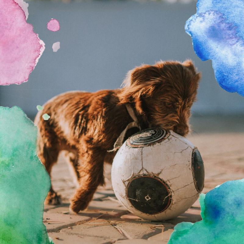 Looking for The Best Lacrosse Sticks for Dogs. Here are 15 Amazing Finds to Keep Your Pup Entertained
