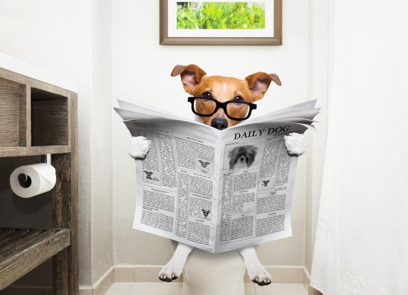 Looking for The Best Lacrosse Sticks for Dogs. Here are 15 Amazing Finds to Keep Your Pup Entertained