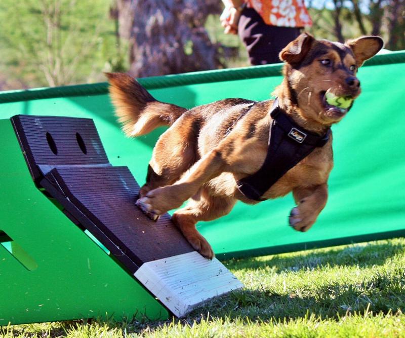 Looking for The Best Lacrosse Sticks for Dogs. Here are 15 Amazing Finds to Keep Your Pup Entertained