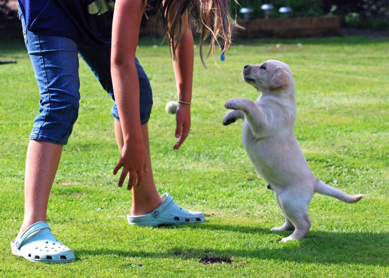 Looking for The Best Lacrosse Sticks for Dogs. Here are 15 Amazing Finds to Keep Your Pup Entertained