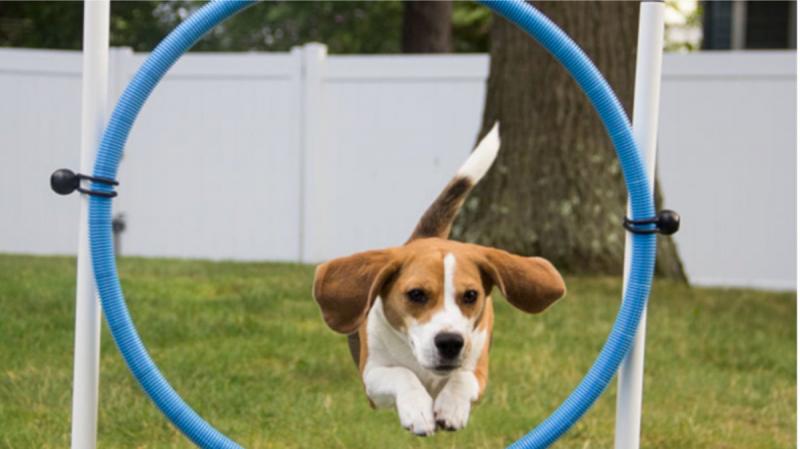 Looking for The Best Lacrosse Sticks for Dogs. Here are 15 Amazing Finds to Keep Your Pup Entertained
