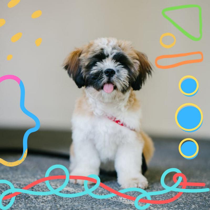 Looking for The Best Lacrosse Sticks for Dogs. Here are 15 Amazing Finds to Keep Your Pup Entertained