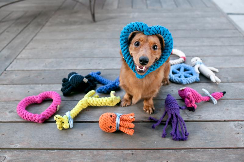 Looking for The Best Lacrosse Sticks for Dogs. Here are 15 Amazing Finds to Keep Your Pup Entertained