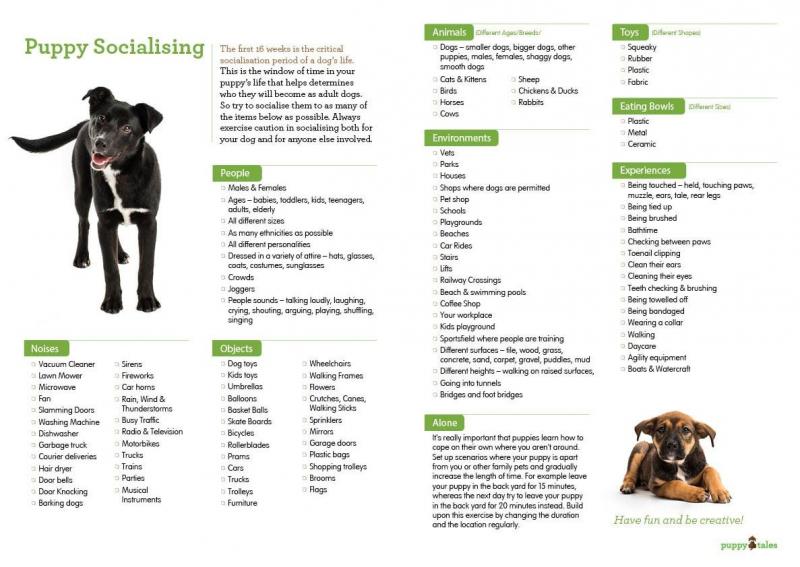 Looking for The Best Lacrosse Sticks for Dogs. Here are 15 Amazing Finds to Keep Your Pup Entertained