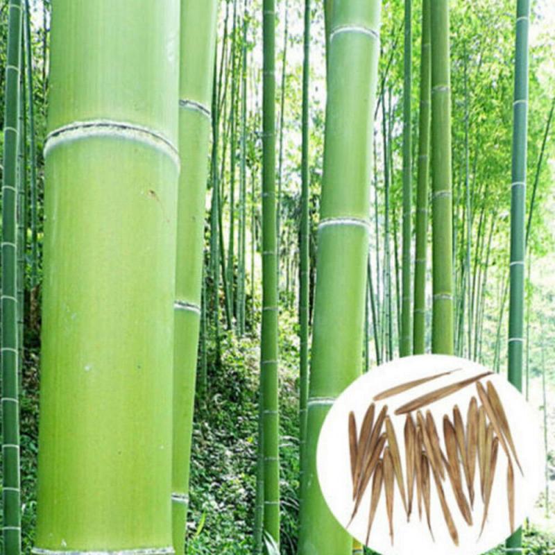 Looking for Top Notch Bamboo Bats: Discover Why Bamboo is The Ideal Material for Baseball Bats