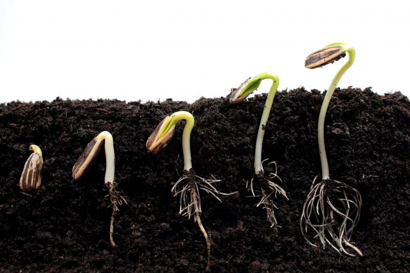 Looking to Boost Your Health This Year. Try These 15 Surprising Sunflower Seed Superfoods