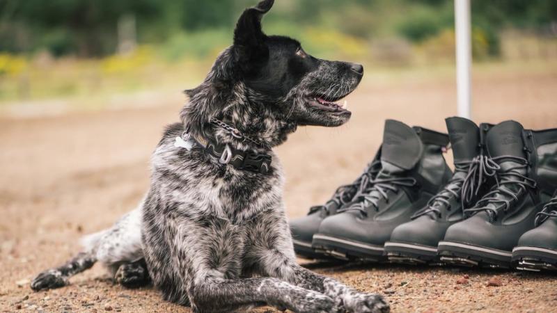 Looking to Buy the Best Danner Hunting Boots This Year. Find Out the Top 15 Things to Consider