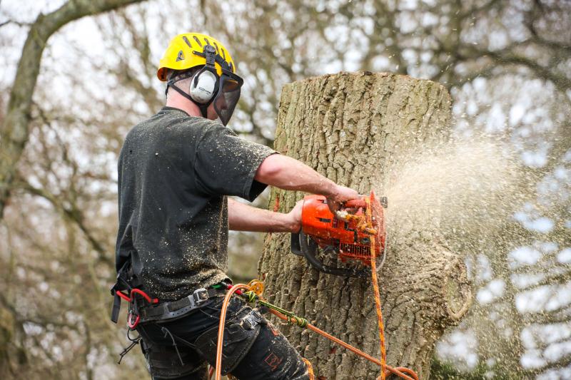 Need An Affordable Riverside Tree Service. Here