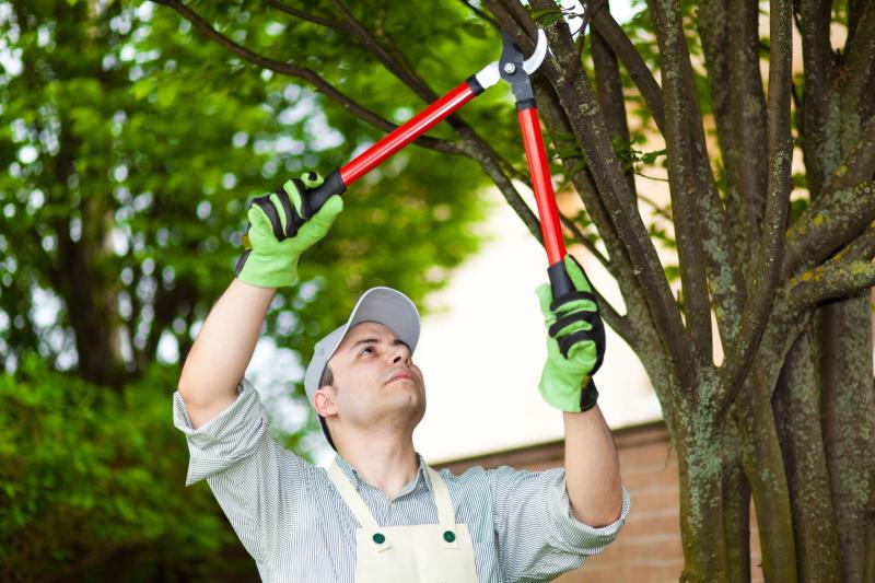 Need An Affordable Riverside Tree Service. Here