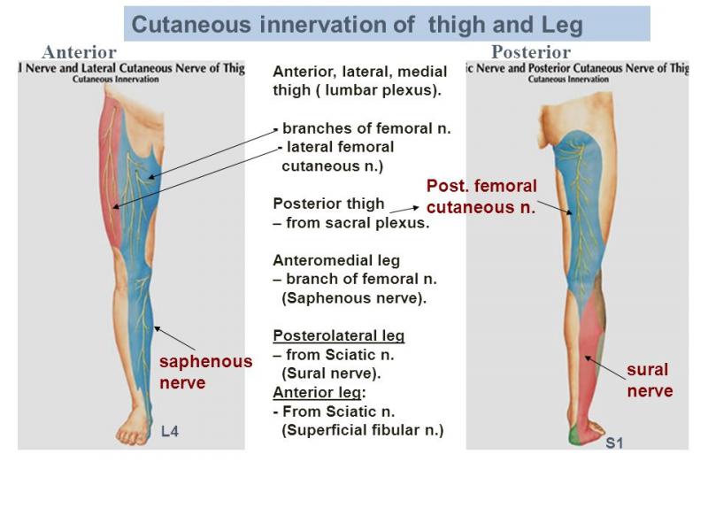 Need New Lacrosse Leg Protection. Learn Why Hip And Thigh Pads Are Key