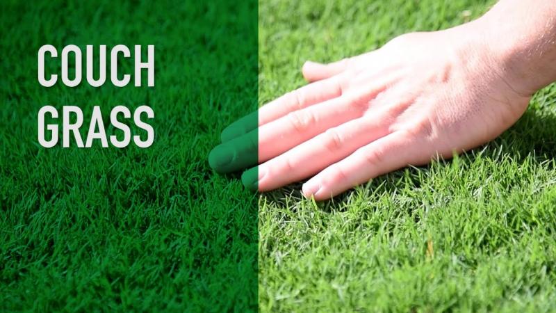 Need Perfect Grass in La Crosse: 15 Tips from Local Pros for Lawn Care Success