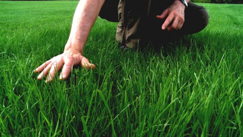 Need Perfect Grass in La Crosse: 15 Tips from Local Pros for Lawn Care Success