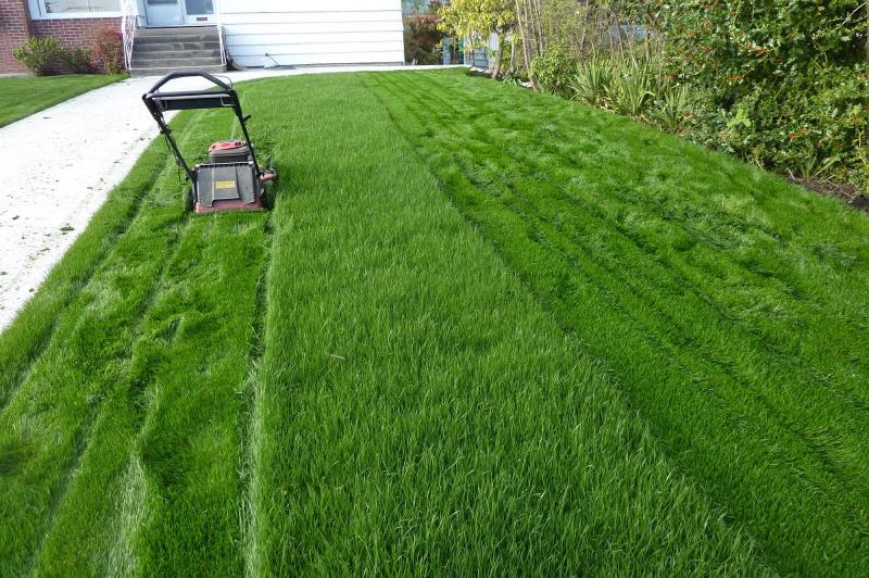 Need Perfect Grass in La Crosse: 15 Tips from Local Pros for Lawn Care Success