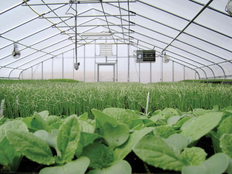 Need the Perfect Greenhouse Conditions. Discover the Secrets to Conquering Your Greenhouse Weather