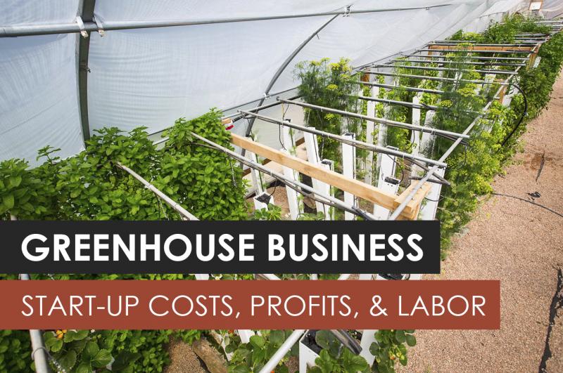 Need the Perfect Greenhouse Conditions. Discover the Secrets to Conquering Your Greenhouse Weather