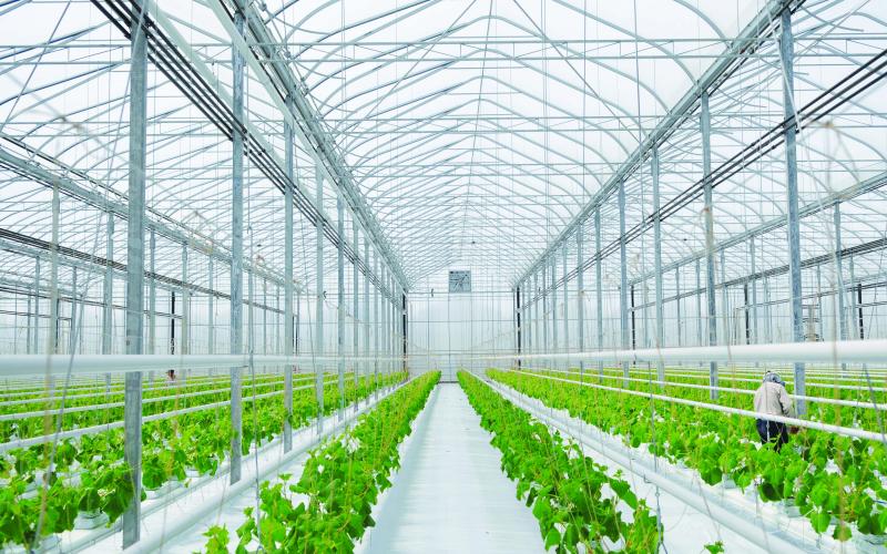 Need the Perfect Greenhouse Conditions. Discover the Secrets to Conquering Your Greenhouse Weather