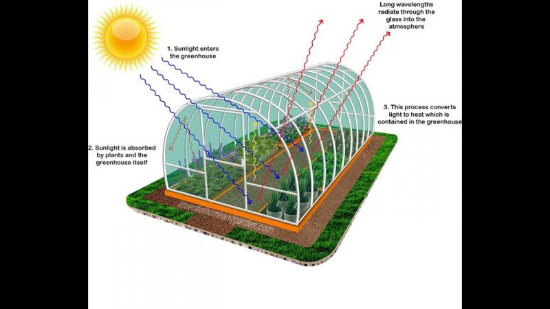 Need the Perfect Greenhouse Conditions. Discover the Secrets to Conquering Your Greenhouse Weather