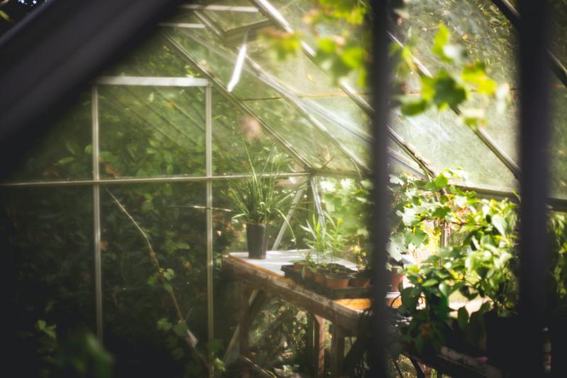 Need the Perfect Greenhouse Conditions. Discover the Secrets to Conquering Your Greenhouse Weather