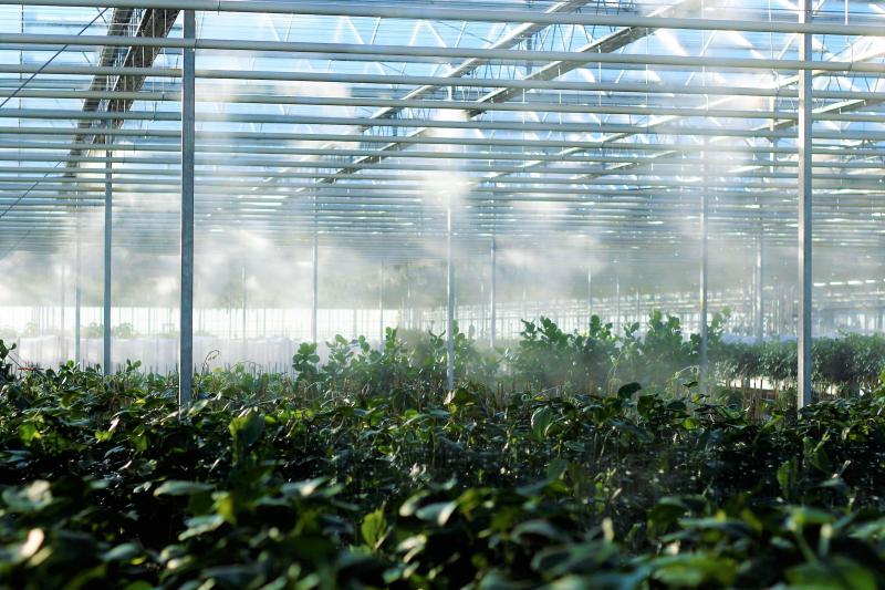 Need the Perfect Greenhouse Conditions. Discover the Secrets to Conquering Your Greenhouse Weather