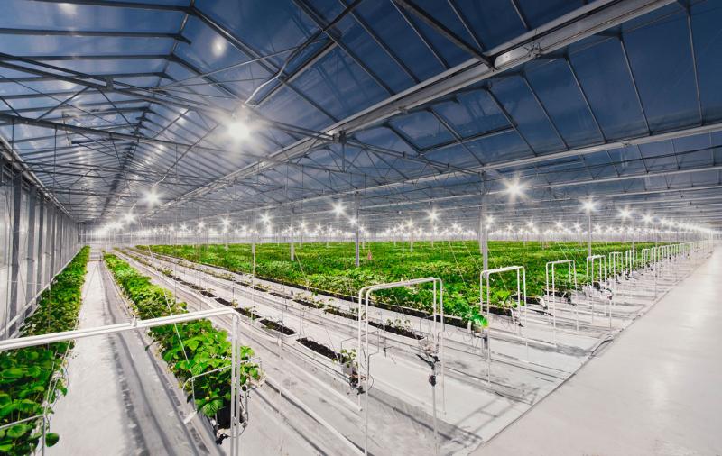 Need the Perfect Greenhouse Conditions. Discover the Secrets to Conquering Your Greenhouse Weather