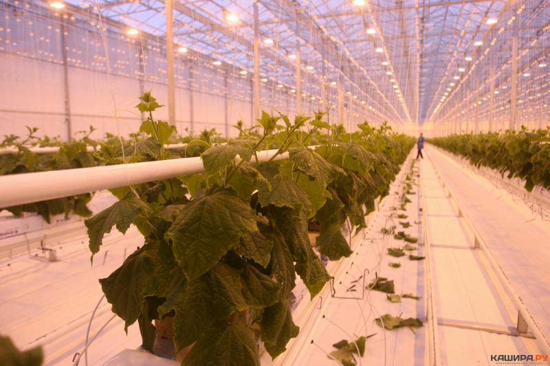 Need the Perfect Greenhouse Conditions. Discover the Secrets to Conquering Your Greenhouse Weather