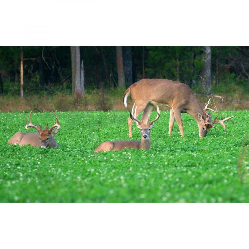 Need to Plant Deer Food Plots This Year: 15 Tips for Choosing the Best Deer Food Plot Seed Near You