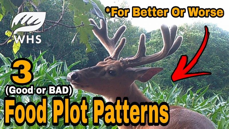 Need to Plant Deer Food Plots This Year: 15 Tips for Choosing the Best Deer Food Plot Seed Near You