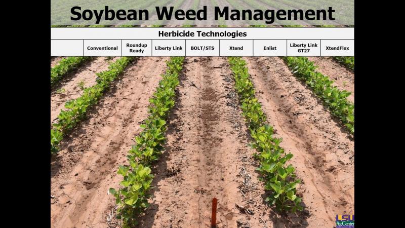 Ready to Ditch Roundup for Natural Weed Control. Discover the Top 15 Safer Herbicide Alternatives