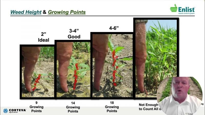 Ready to Ditch Roundup for Natural Weed Control. Discover the Top 15 Safer Herbicide Alternatives