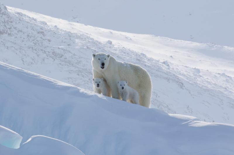 Ready to Explore The Arctic in an Igloo IMX70. Find Out if This Is the Right Snow Shelter for You