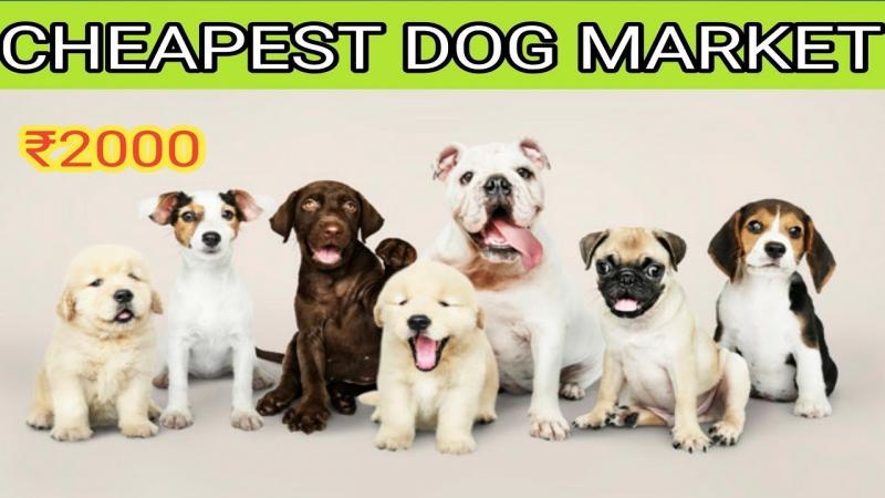 Ready to Find Your New Best Friend. How to Buy Dogs for Sale in La Crosse Wi