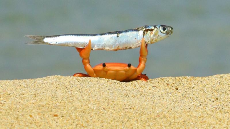 Snag More Fish With An Eagle Claw Minnow Trap. This Nonstop Action Covering You In Catfish Is How