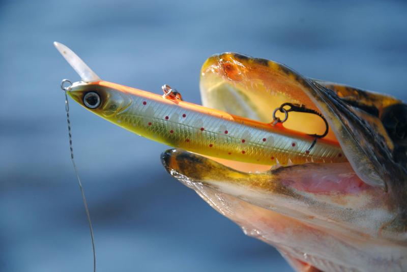 Snag More Fish With An Eagle Claw Minnow Trap. This Nonstop Action Covering You In Catfish Is How